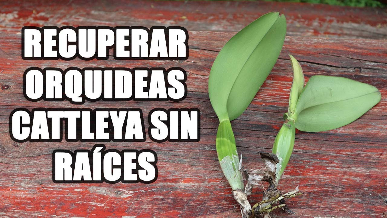 RECUPERAR ORQUIDEA CATTLEYA SIN RAICES