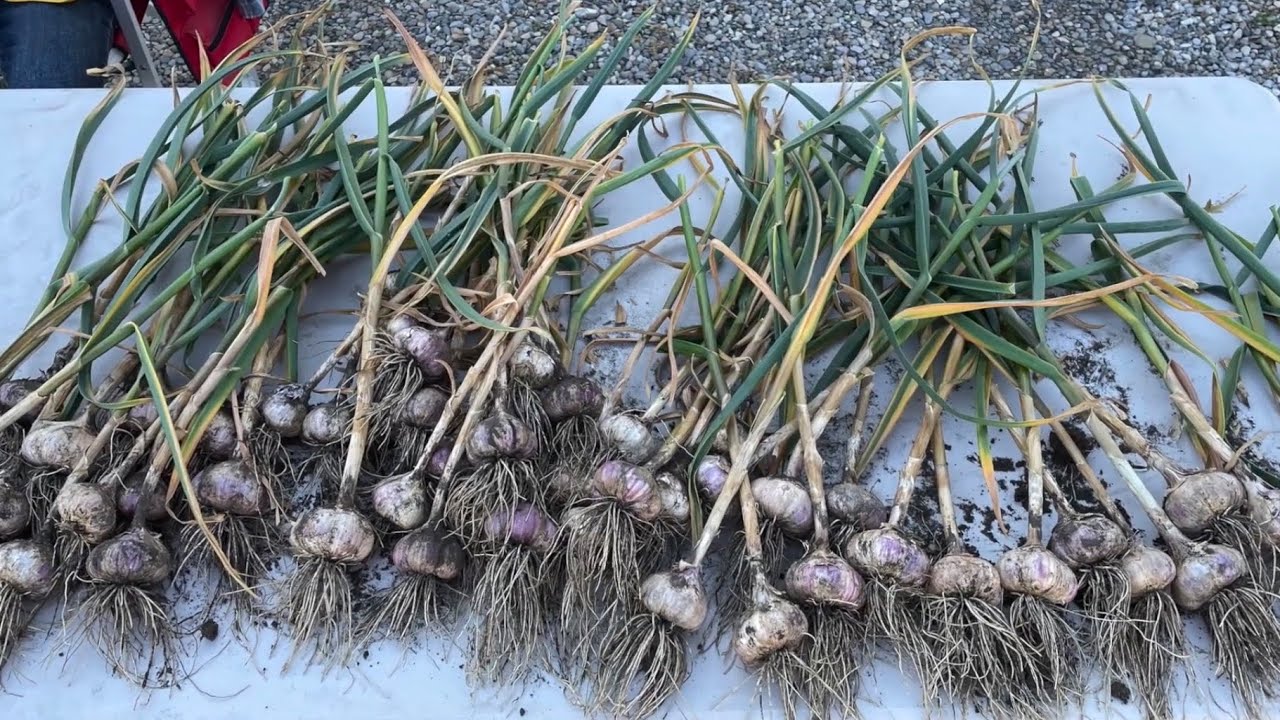 Prepping hard neck garlic for storage. Zone 2-3. Red Russian.
