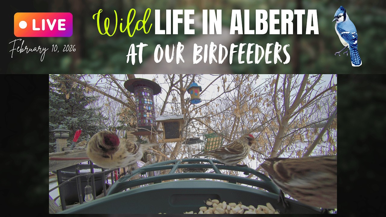 The Sun is just coming up on our Birdfeeders in Alberta, Canada!😻 #cattv #birdfeeders #live #ab