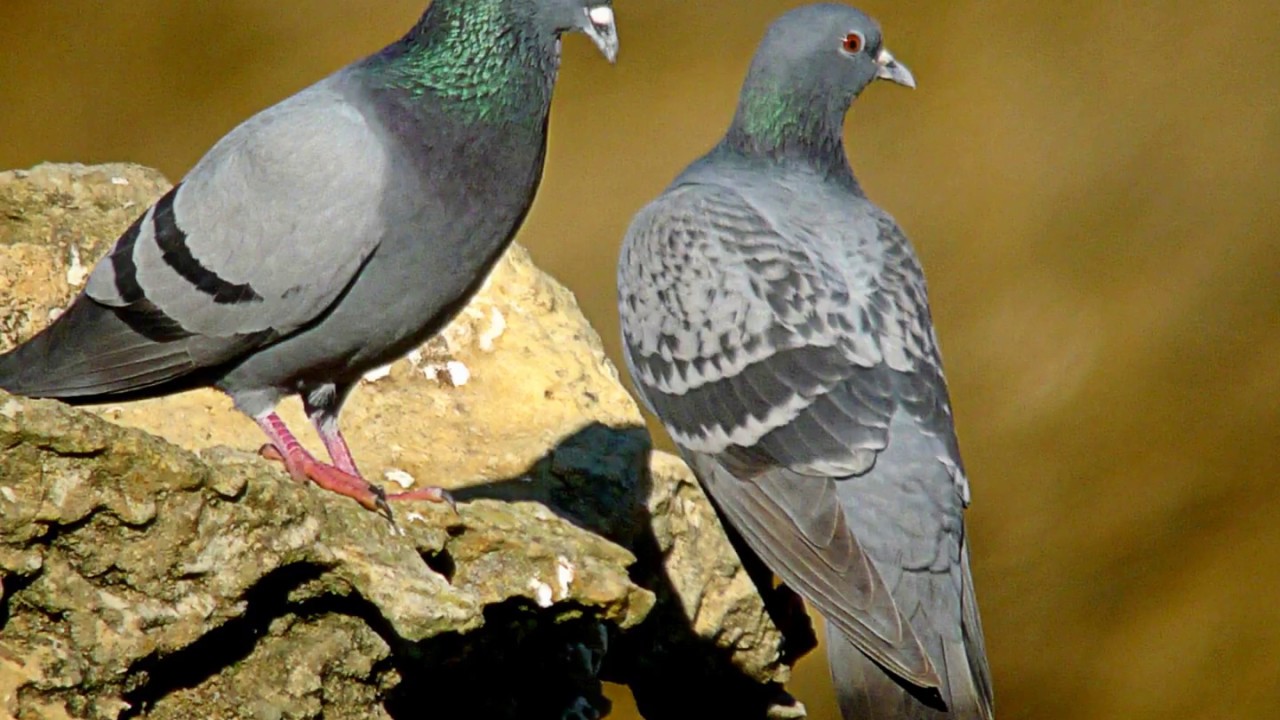 Rock dove - Rotsduif