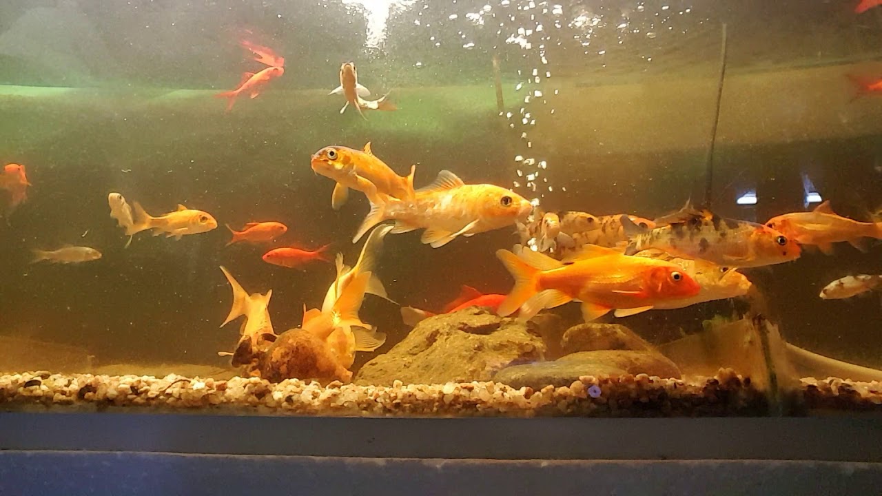 CARASSIUS Y CARPAS EN UN ACUARIO  ¿POR QUE SE ATACAN ?