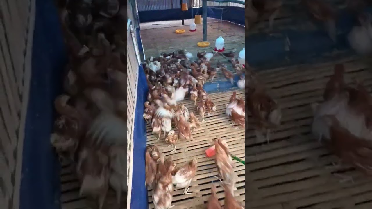 Ayam Petelur#usahaternak#usahaternakayam#usaharumahan#usahamandiri#usahamenjanjikan