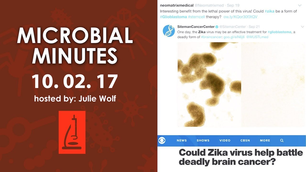 Oral microbiome stability and gut microbiome connection to MS - Microbial Minutes