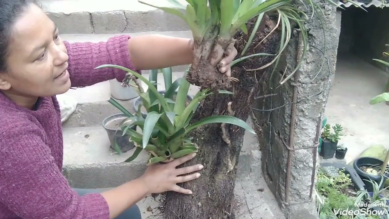 Como plantar bromélia e tillandsia cyaneia em troncos😍