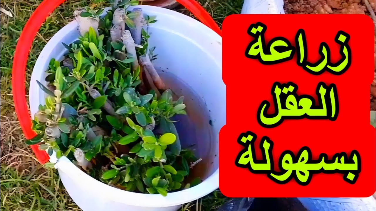احد اسرار نجاح عقل الزيتون ✨🌳