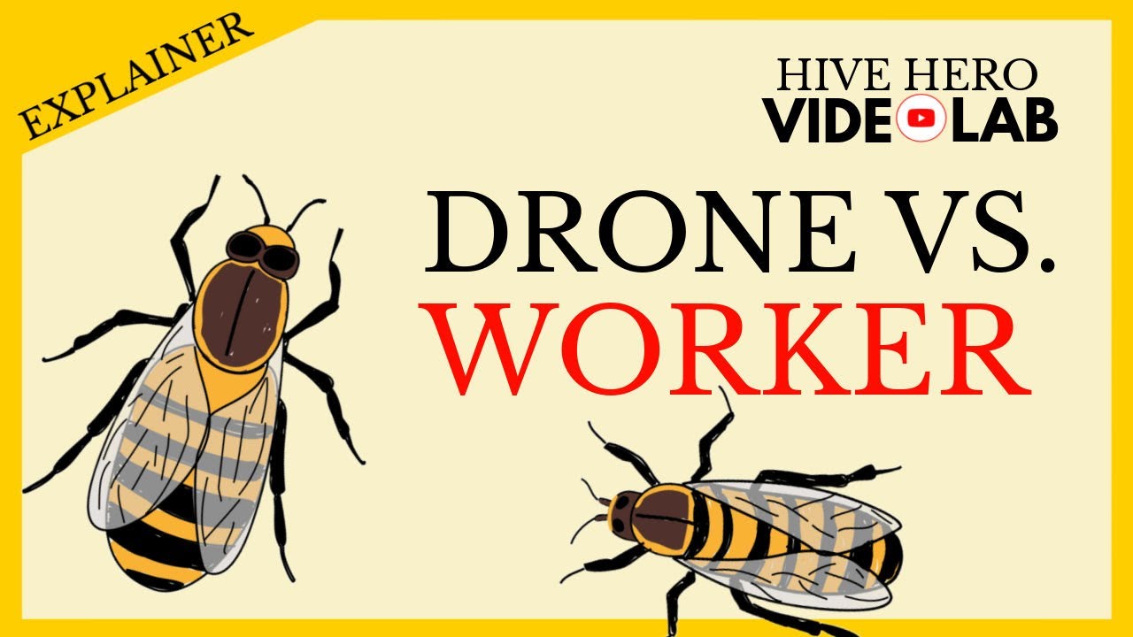 Drone Vs. Worker Bee - What Sets Them Apart?
