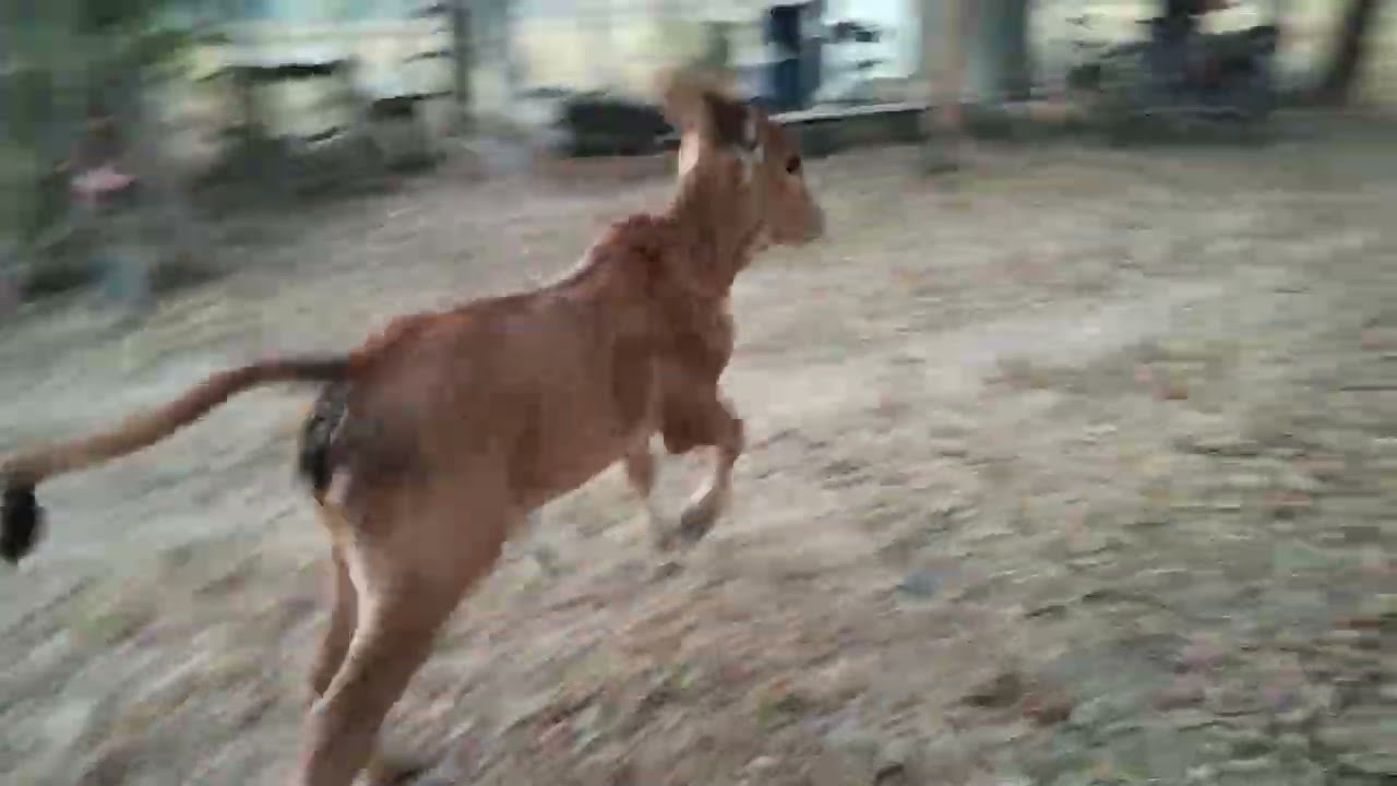 มาเลี้ยงัว