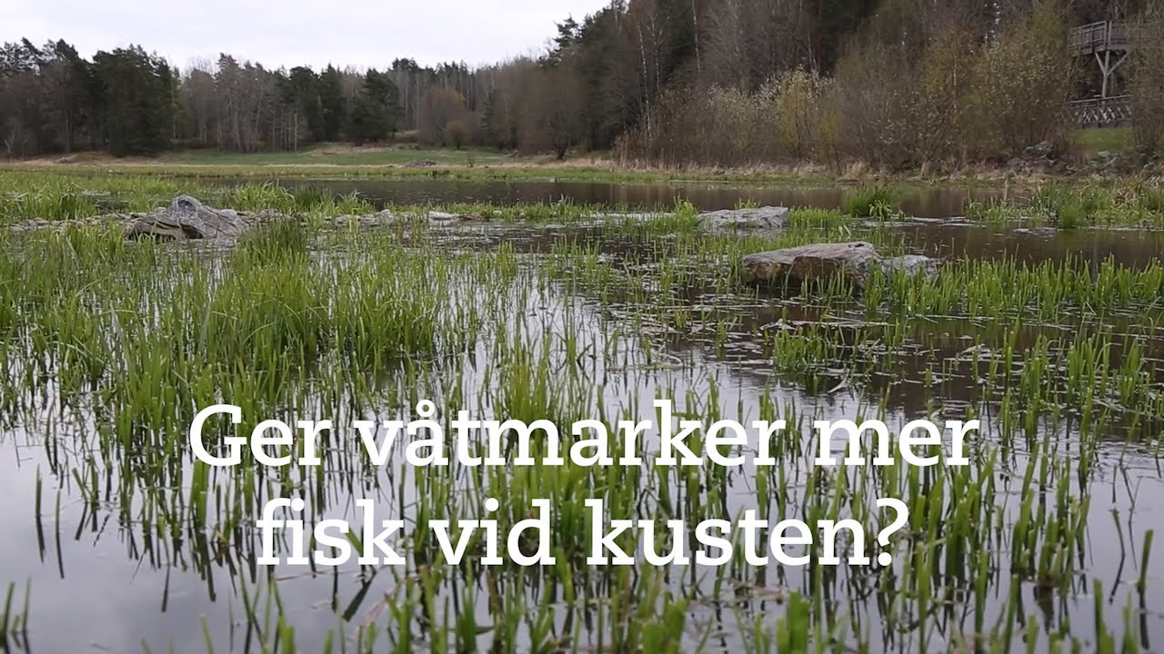 Kan nya våtmarker hjälpa gäddan?