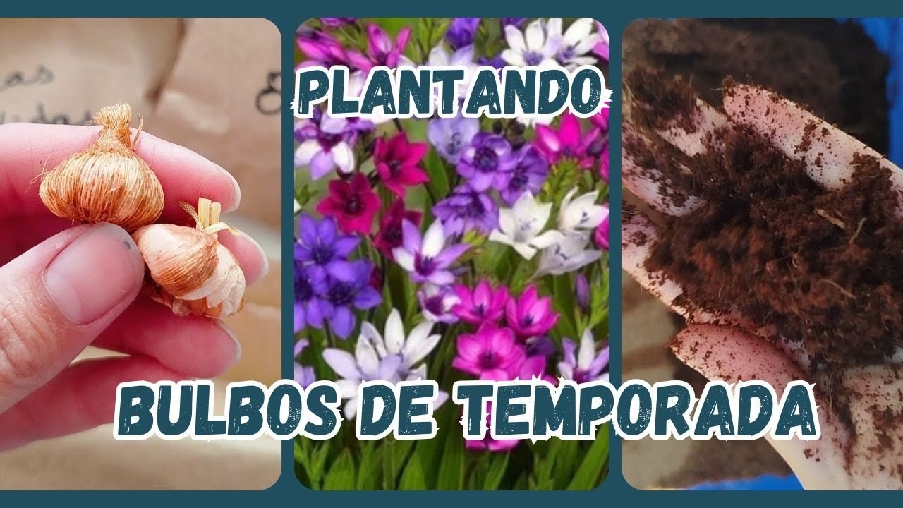 Plantando Bulbos de Temporada Babianas, Ixias y Tritonias Parte 1
