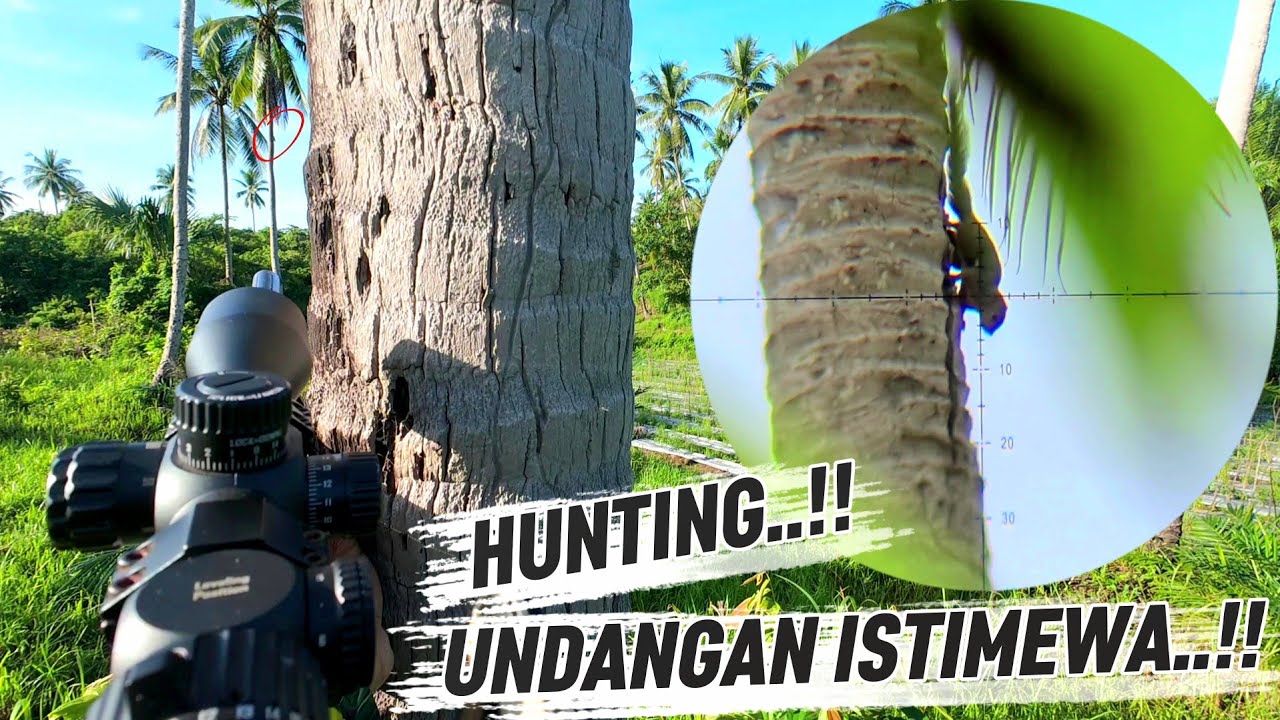 BANTU PETANI KELAPA‼️ ATASI MASALAH HAMA