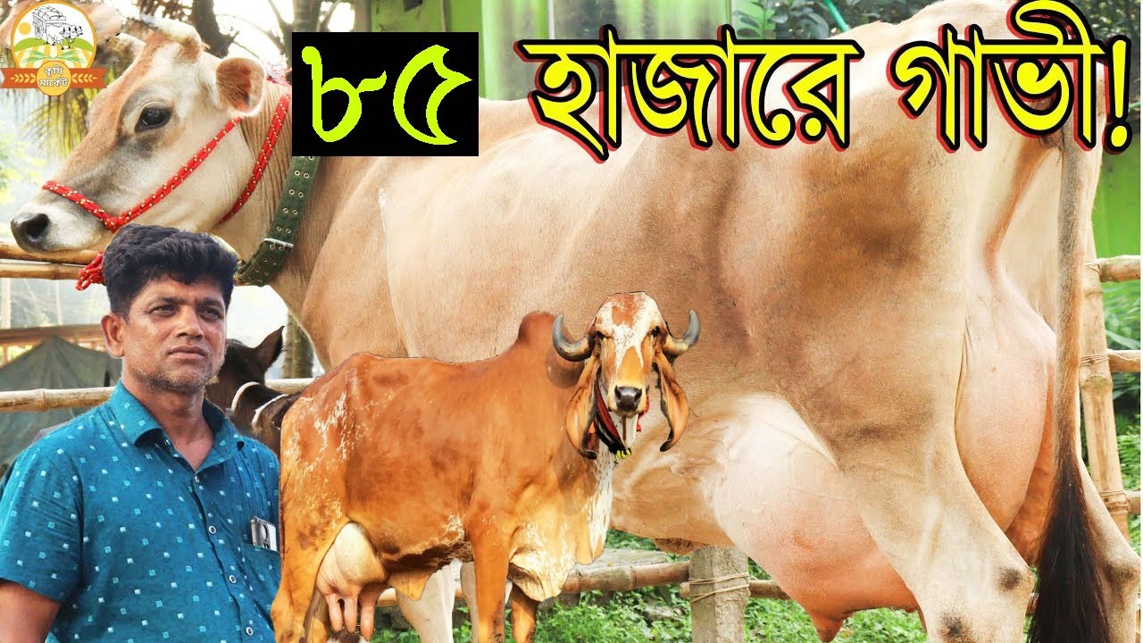 মাত্র ৮৫ হাজারে বাচ্চাসহ দুধের জার্সি । গরীব ও প্রবাসীদের ধামাকা অফার ১৬০ এ ২০ লিটার জাকির ভাইয়ের