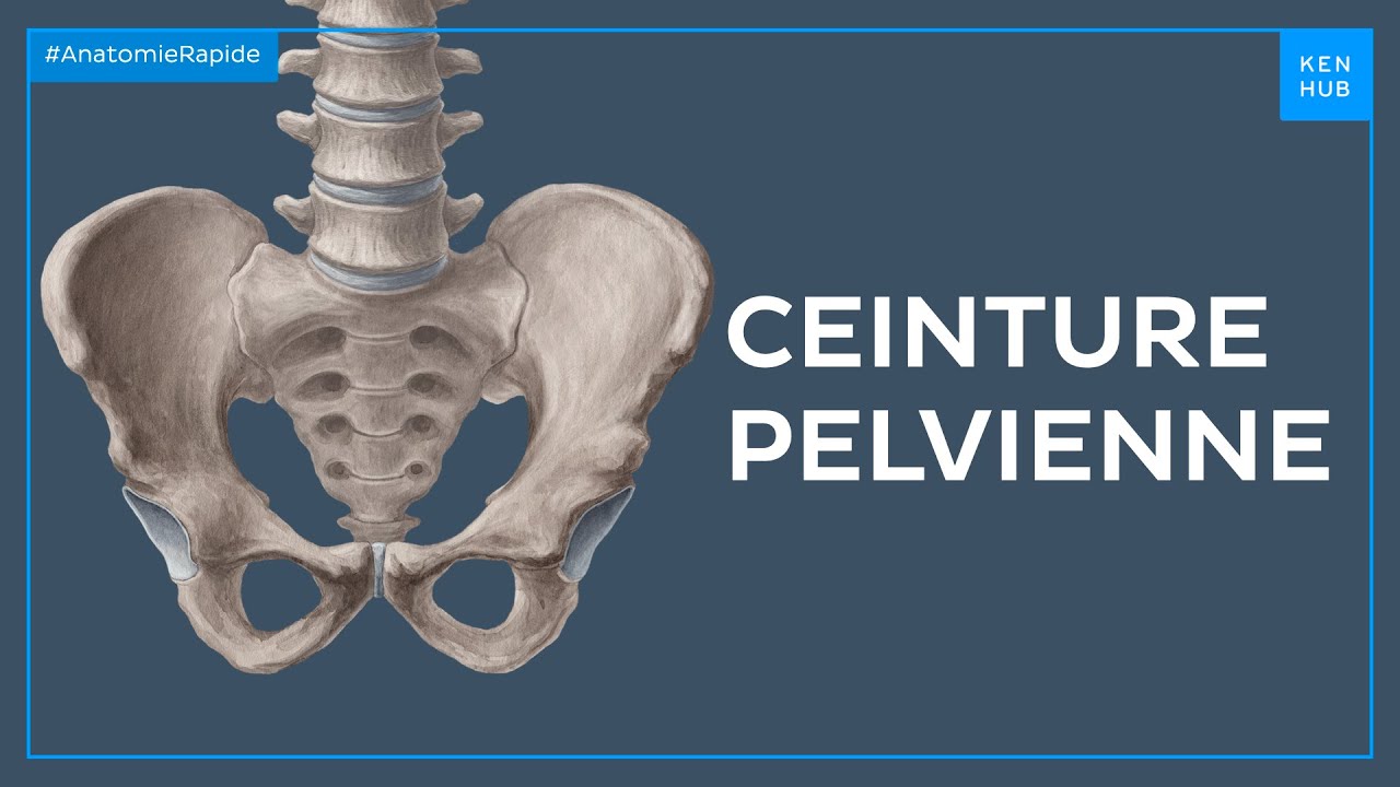 Ceinture pelvienne - Anatomie Rapide | Kenhub