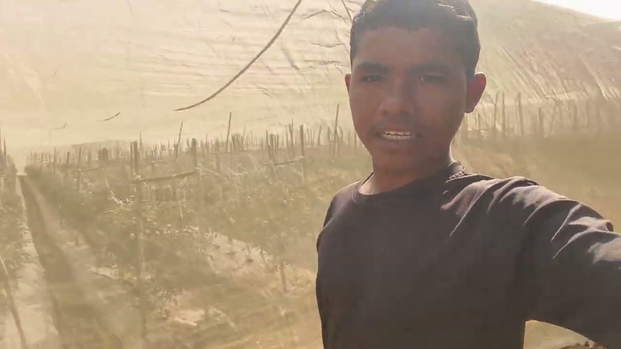 आज बांधली या काकडी 