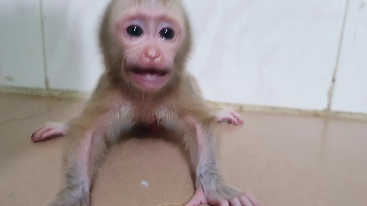 Tear Come Down Fast ! Newborn Aba Cry Loudly Cannot To Stop Mom Give Learn To Walk