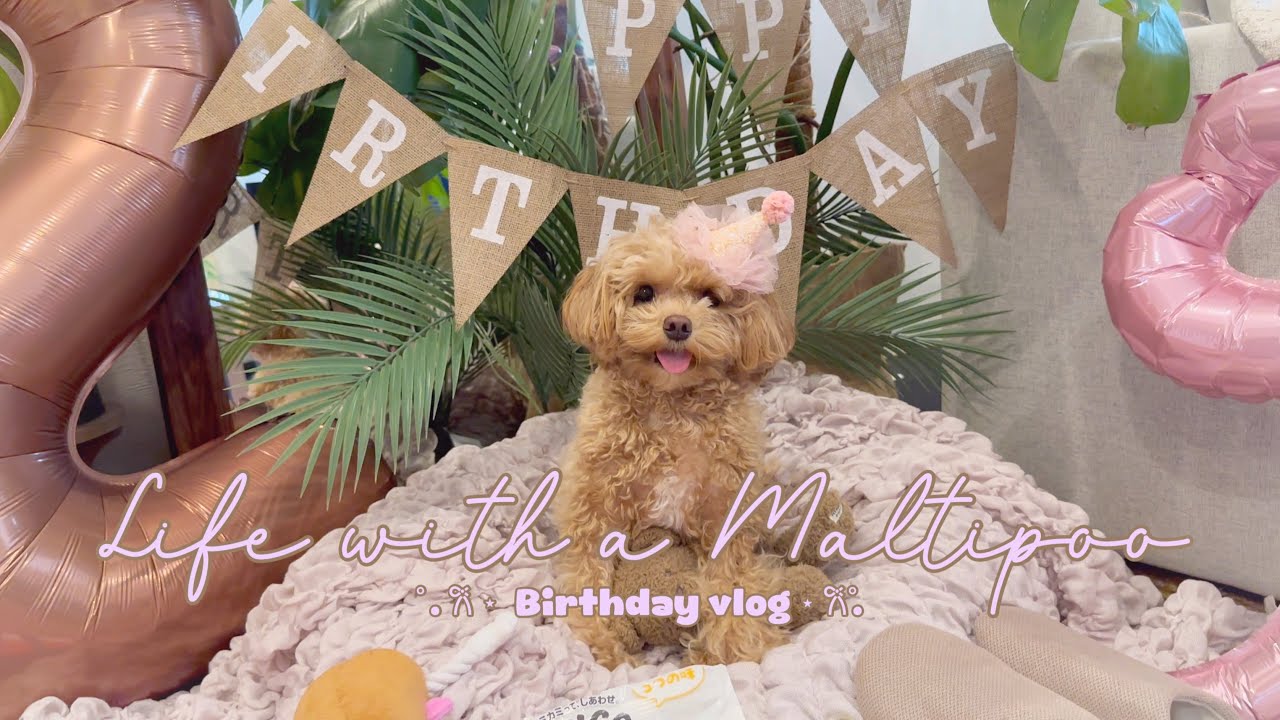 Life with a Maltipoo 🧸 BIRTHDAY VLOG: Mocha’s 2nd bday 🎂🎉🎈🎁🎀🎨🐾