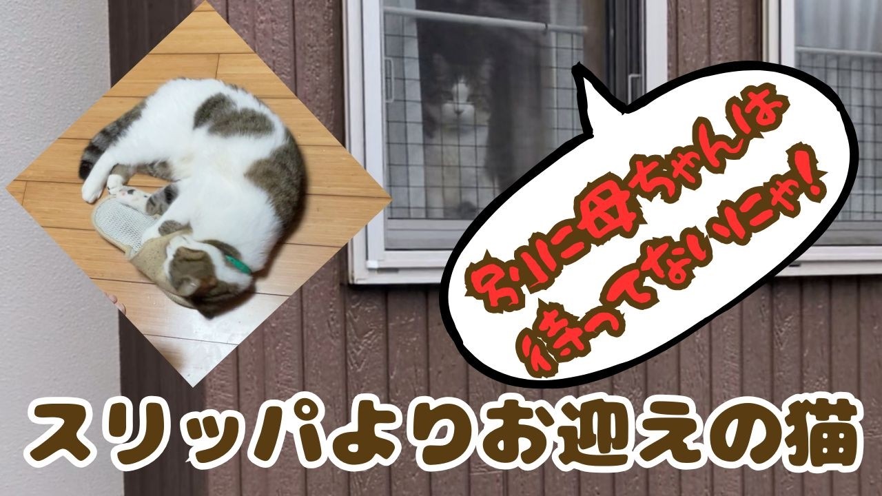 スリッパよりお迎え…より「おやつ」の猫
