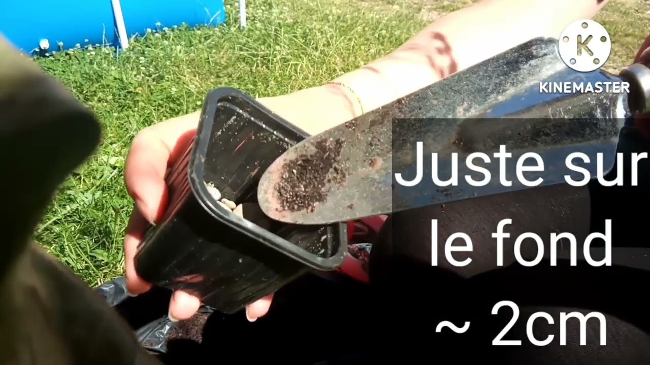 Bouturage explications, tuto