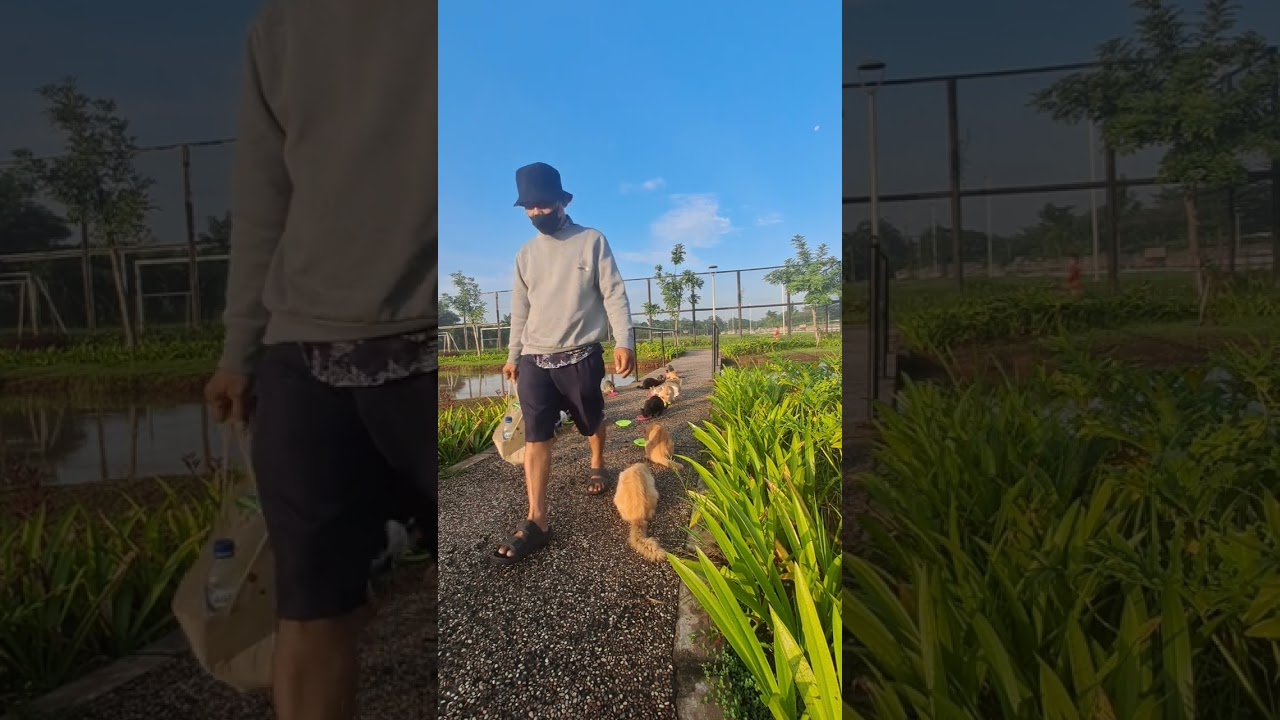Beri makan kucing terlantar