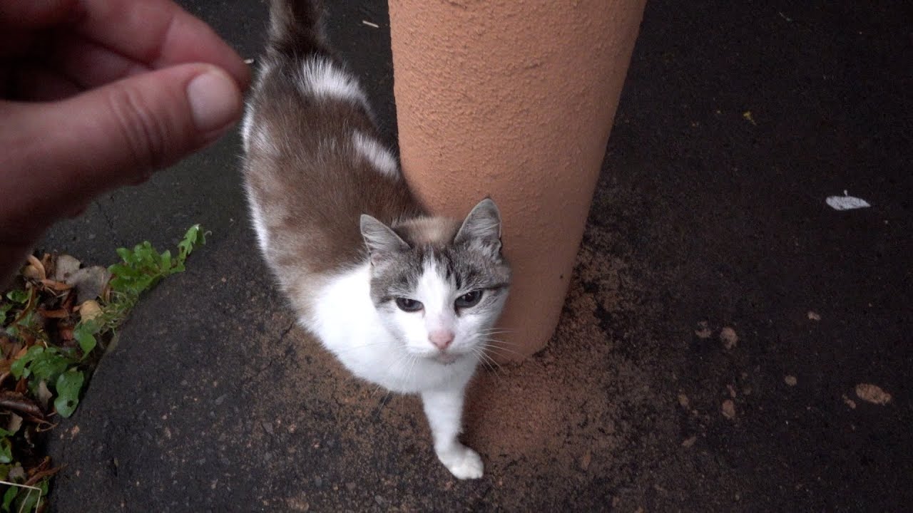 Cute cat wants not only cuddle