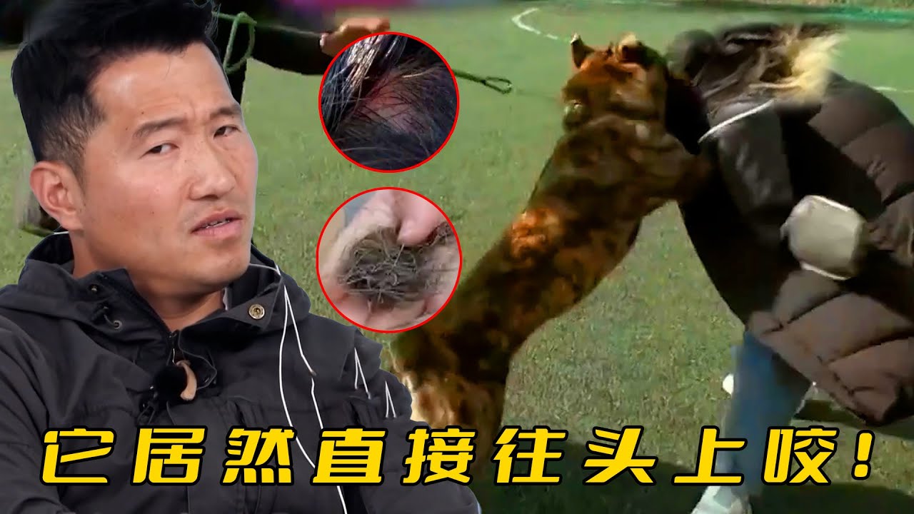 女孩餵狗吃肉，卻被一口咬住腦袋，隔著嘴套薅掉一大把頭髮