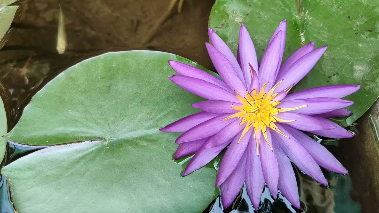 Detective Erika Water Lily ! Fish Pond ! Water Lily Pond ! 4K HD Video ! @yoidentity