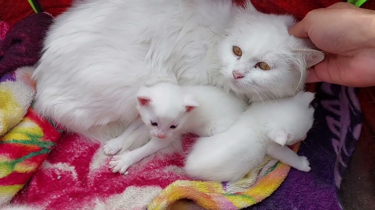 Timid Mama Cat Finds Comfort Behind Her Little Ones 🐱✨