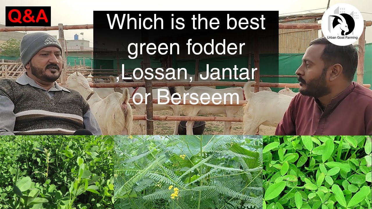 Which is the best green fodder Lossan, Jantar, or Berseem |  کونسی گھانس بہتر ہے لوسن جنتر یا برسیم