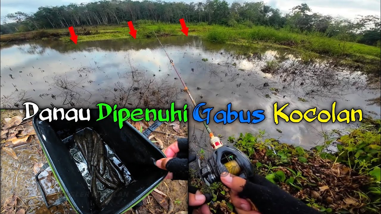 Sepertinya Gabusnya Pada Barbar Semua Ketemu Umpan Baru Jatuh Langsung DiSambar‼️