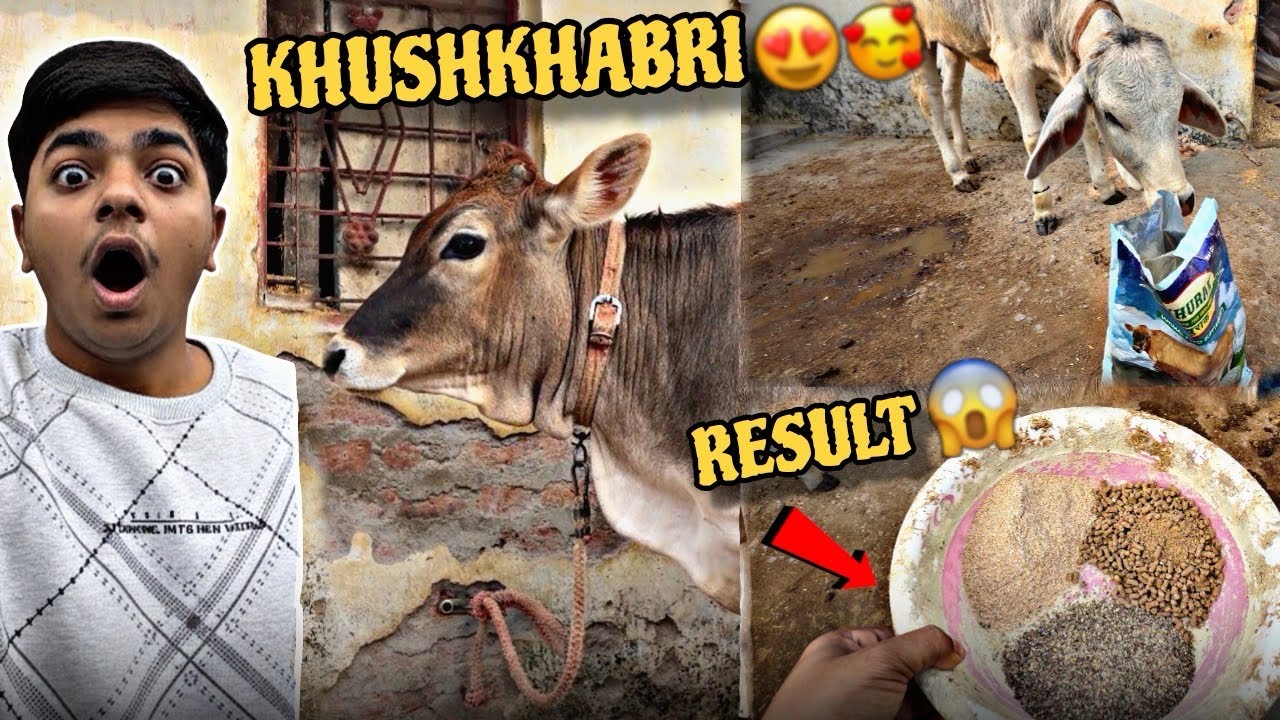 Good News 😍 | Lakshmi Heat Mein Aa Gayi | Best Cow Feed for High Milk Yield