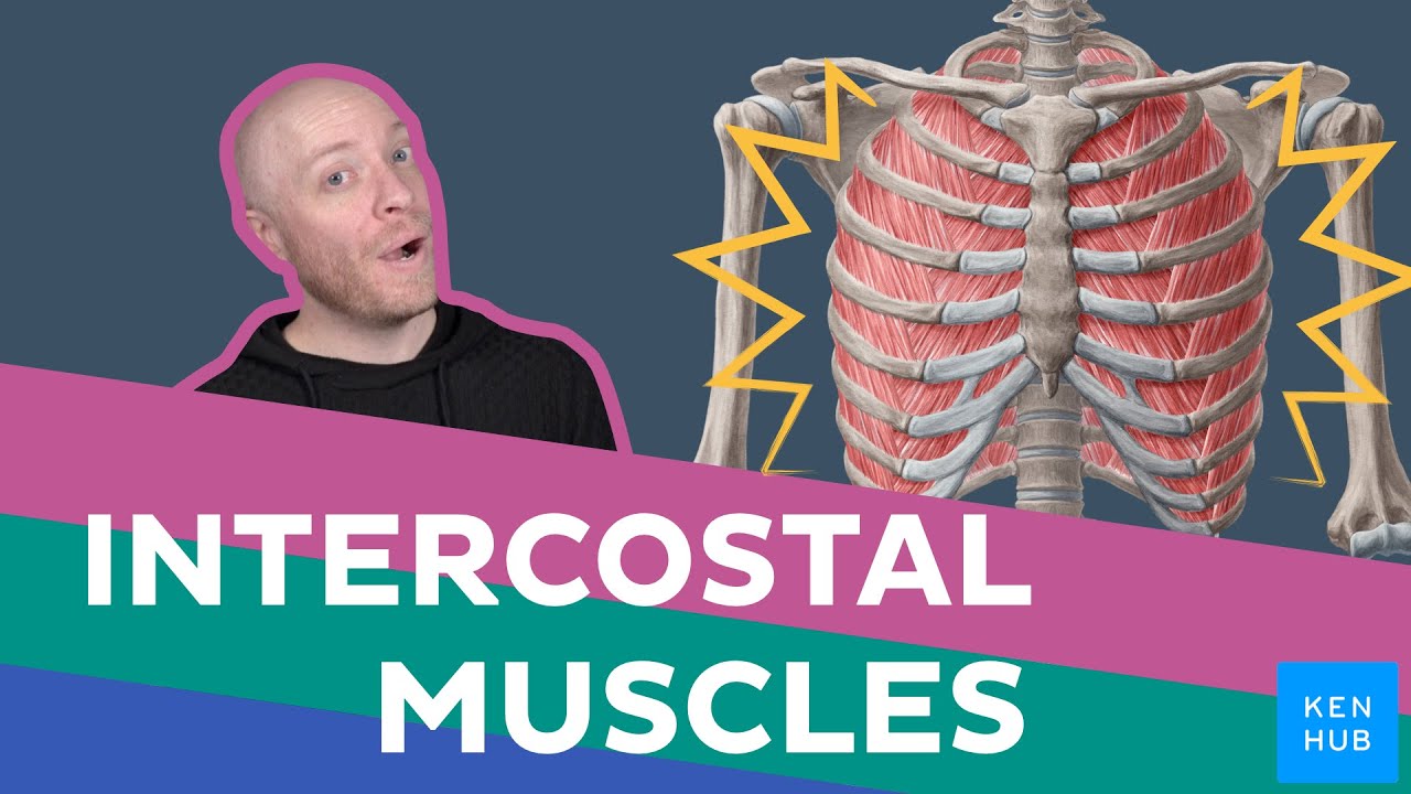 Anatomy of the intercostal muscles, pleura and lungs | Kenhub