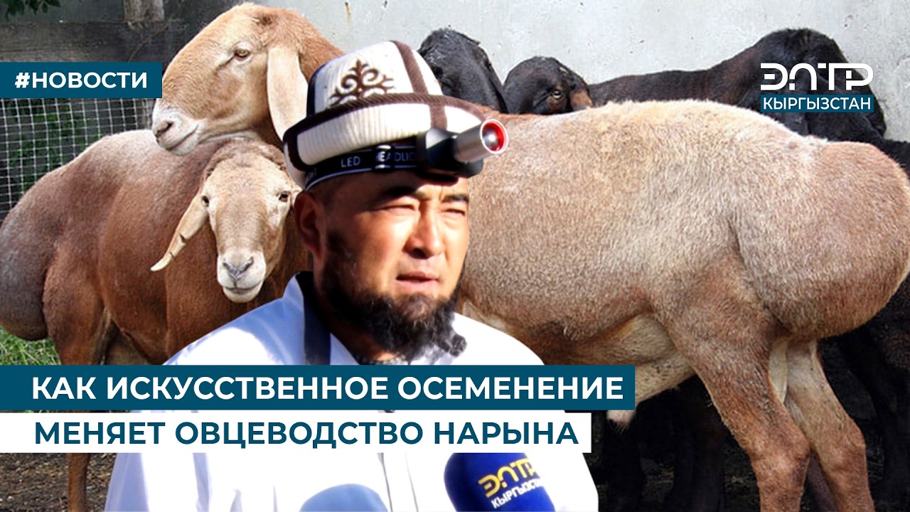 КАК ИСКУССТВЕННОЕ ОСЕМЕНЕНИЕ МЕНЯЕТ ОВЦЕВОДСТВО НАРЫНА