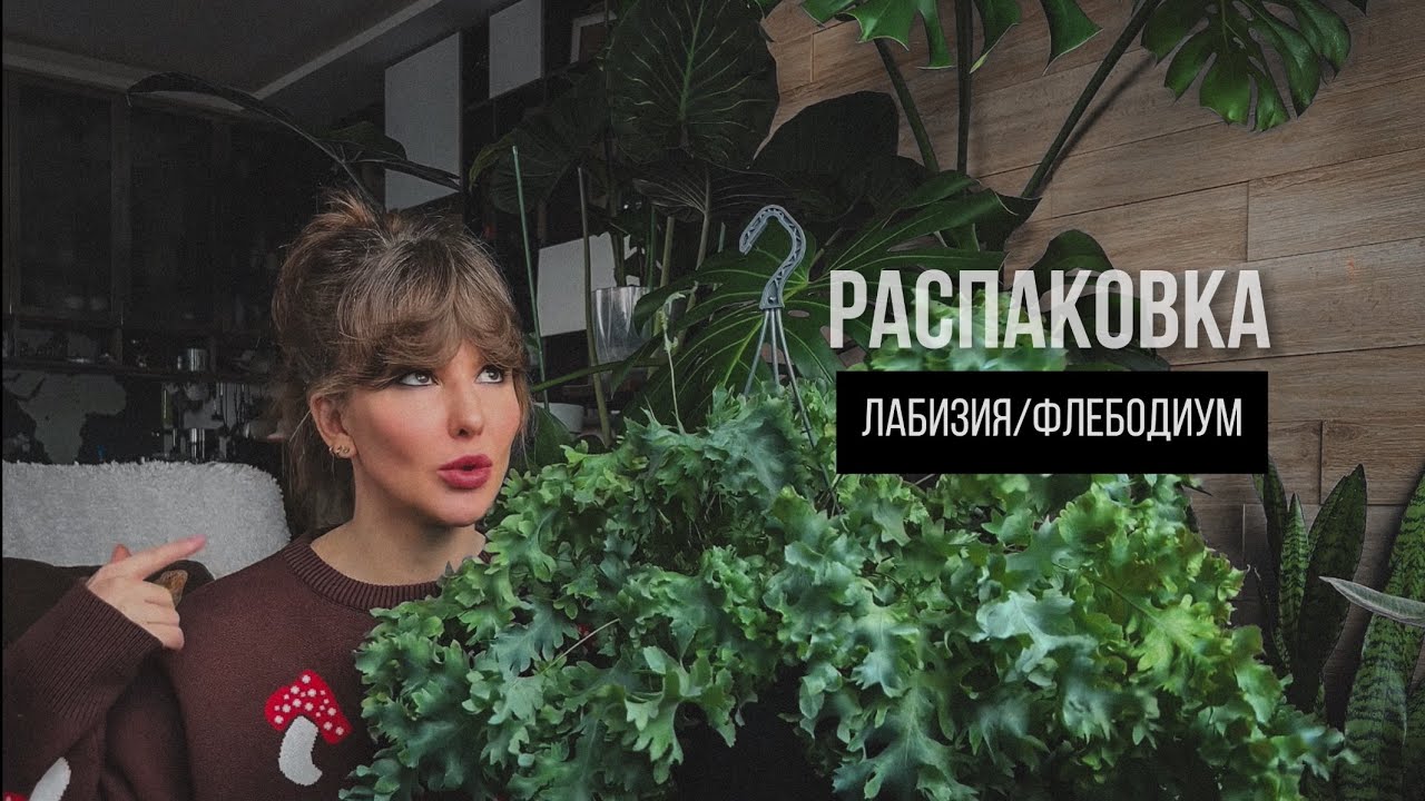 НОВИНКИ В КОЛЛЕКЦИИ🪴 #комнатныерастения #алоказия  #монстера #лабизия #пересадка #филодендрон