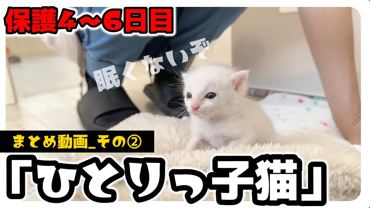 ひとりっ子猫「こっとん」人をダメにする目と声【保護猫生活】【まとめ動画その１】