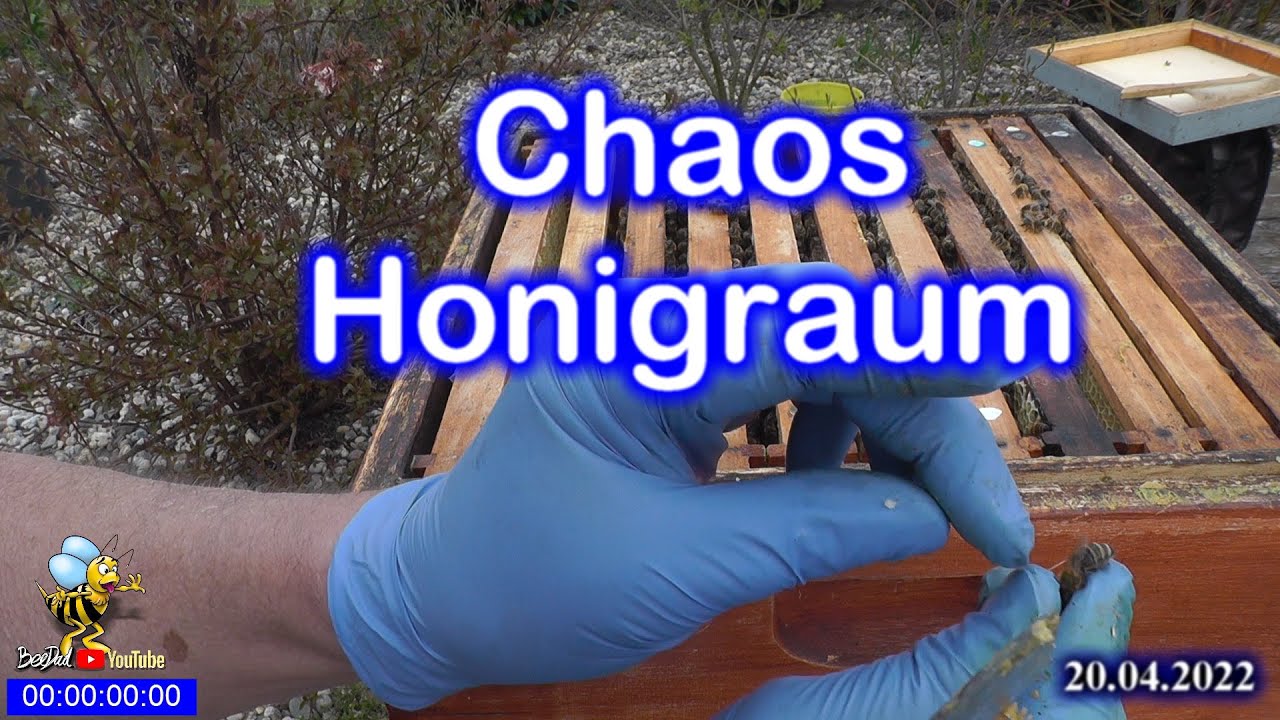Starke Völker Mitte April. Honigräume aufsetzen oder untersetzen probieren wir es aus.