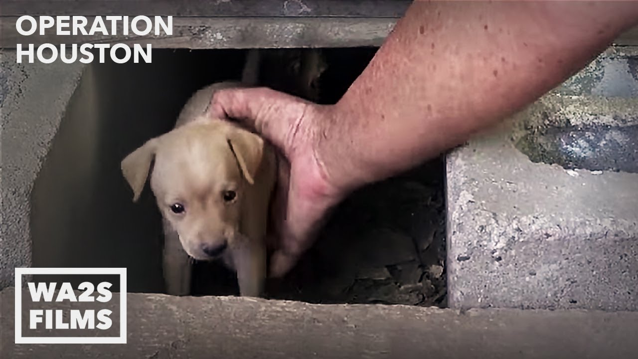 Houston Dog Rescuers Save Homeless Puppies From Under House - Hope For Dogs
