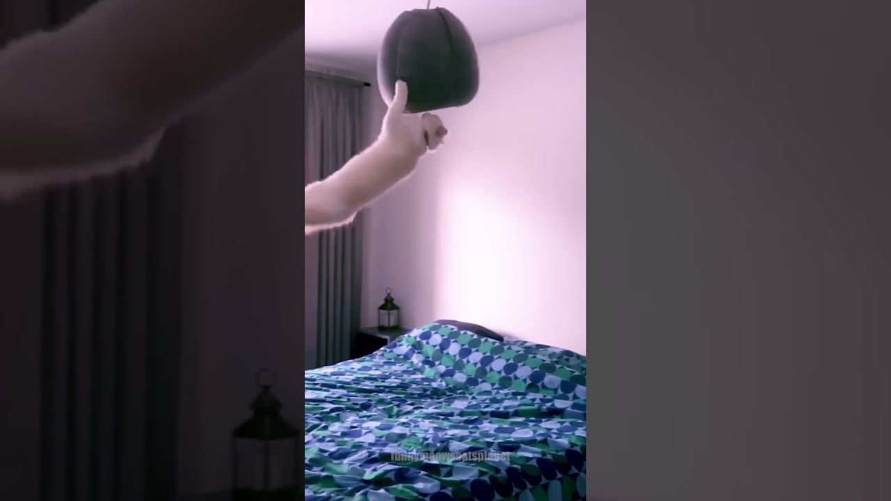 Naughty cats vs ceiling lamp 