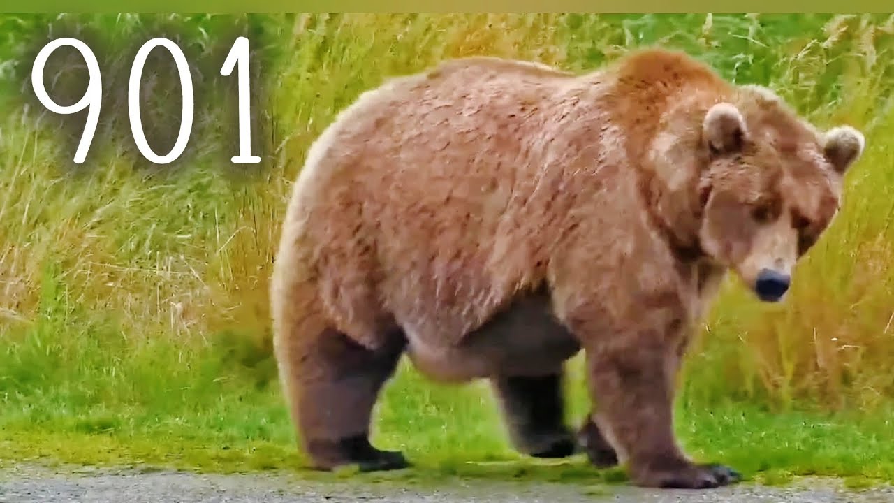 901 Struts Her FATness Around ▪︎ 9/10/25 ▪︎ KRV ▪︎ Katmai Brown Bears ▪︎ Explore.org 