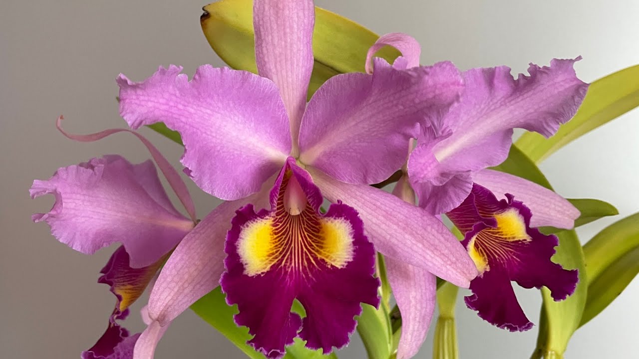 Cattleya х hardyana purple  & Cattleya dowiana