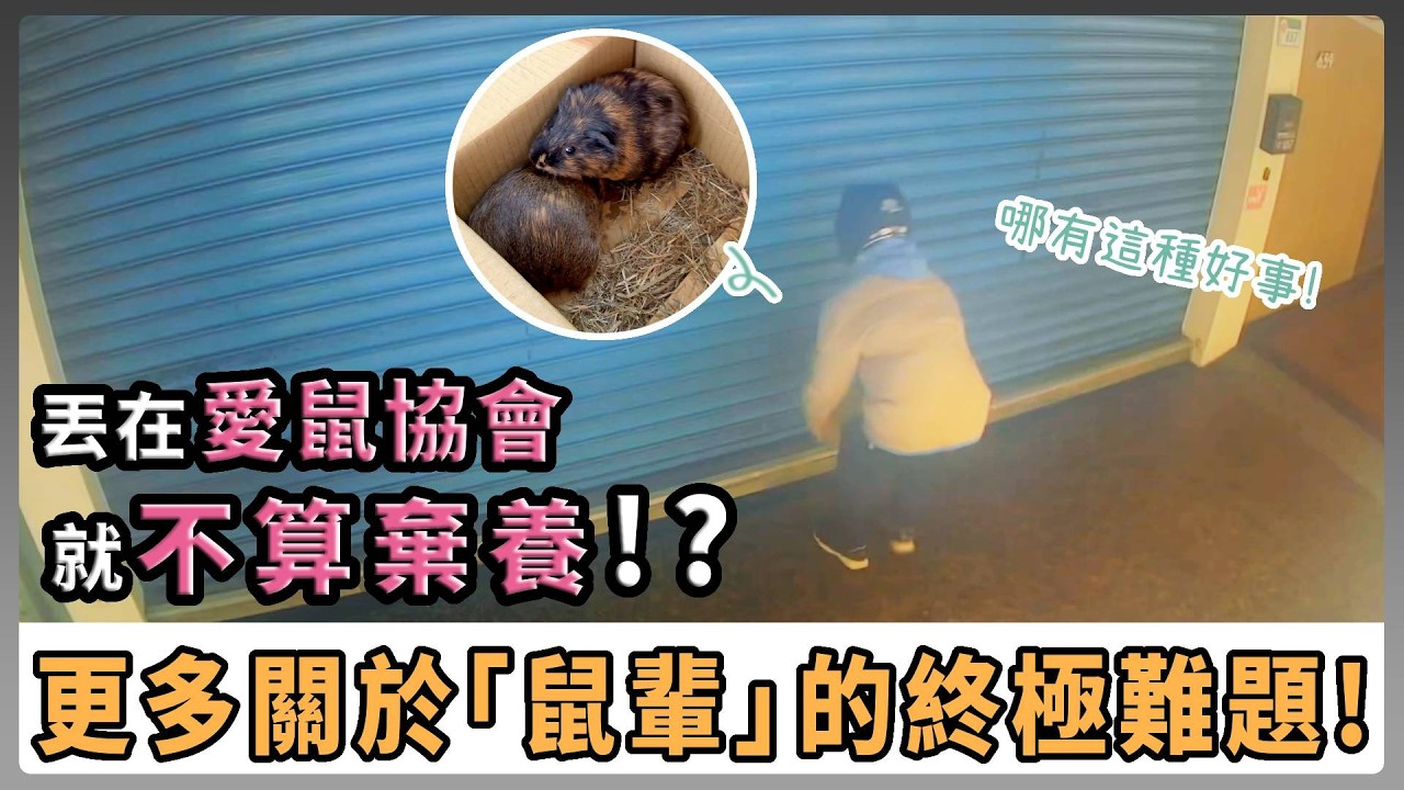不能養鼠了？ 目擊有人遺棄寵物鼠？ 野生鼠受傷怎麼辦？ 正確求助完整指南｜那些關於鼠輩的難題！？【愛鼠現場】