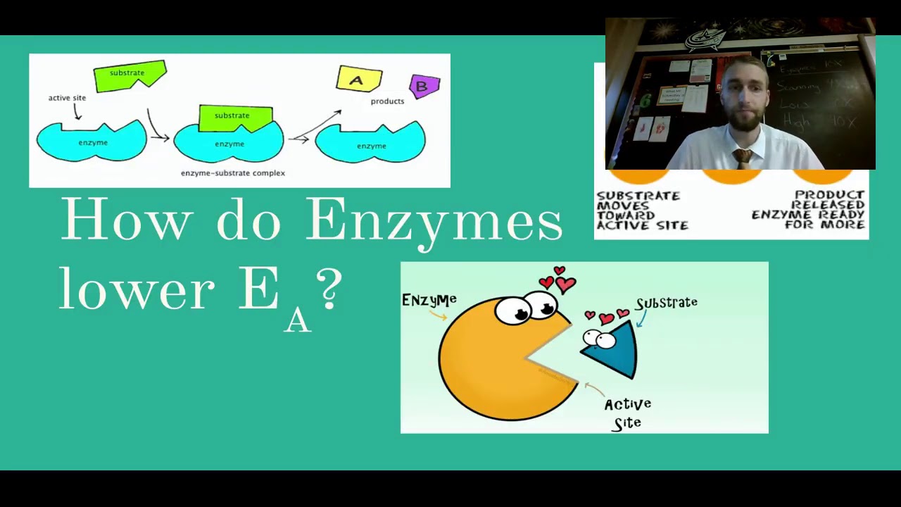 Enzyme Notes