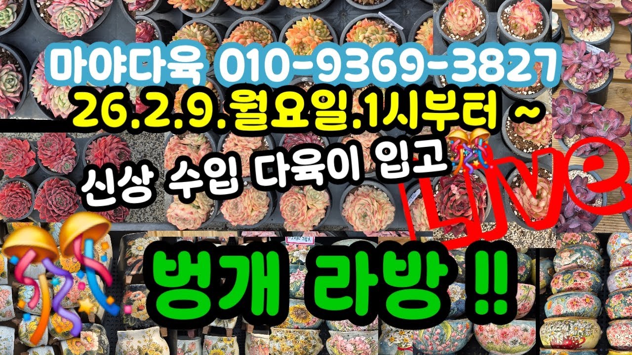 #다육이쇼핑 #다육이화분쇼핑 #마야다육 010-9369-3827 (26.2.9)🎊예쁘게 건강하게 함께 키워요 🌸🤗~