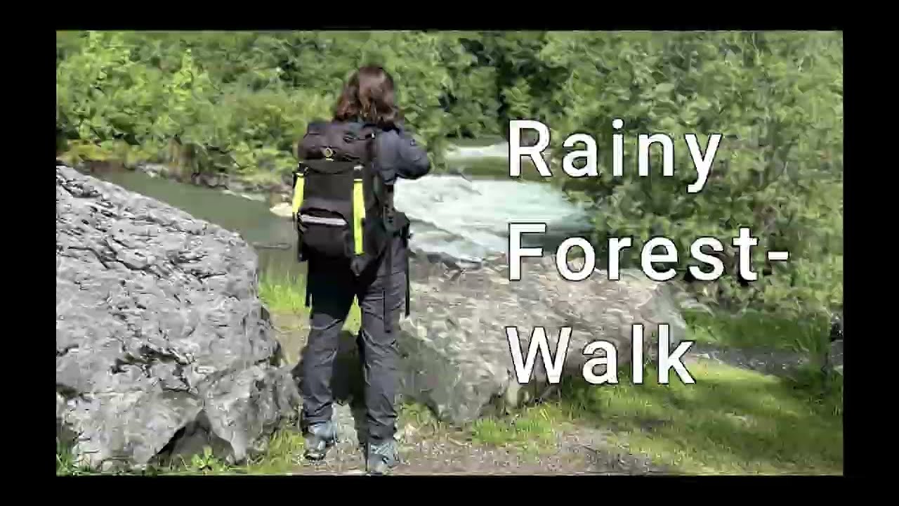 Rainy forest walk 4K