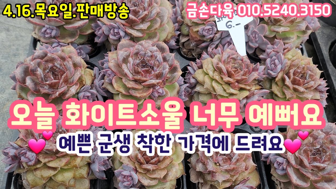 으4.16.목요일 판매방송💥오늘은 화이트소울 찜하세요!💥예쁜군생 착하게 드리는 금손다육 ~ 금손다육 010.5240.3150 #다육식물 #다육이 #다육화분 