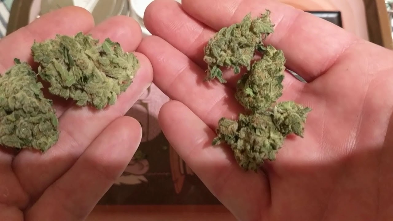 Paradise Waits 19% Trulieve ⛽