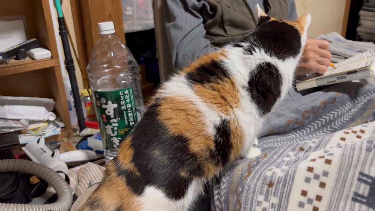 【三毛猫】父の上に座りたいミケ（2025年12月16日）