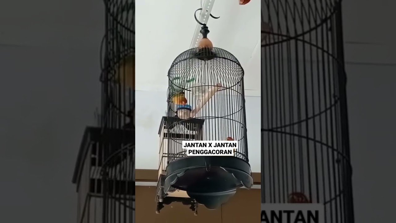 JANTAN X JANTAN PROSES LOVEBIRD PENGGACORAN STEP BY STEP ‼️