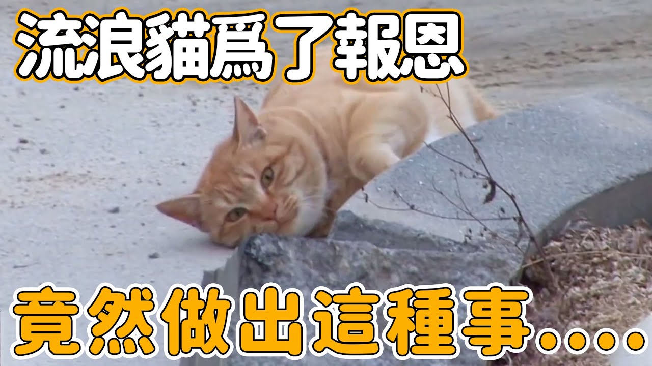 流浪貓差點被餓死，好心阿姨出手相助，沒想到流浪貓竟然這樣來報恩！#動物  #寵物  #感人  #貓咪  #不可思議 #暖心 #感動 #救助 #報恩 【動物聯盟】