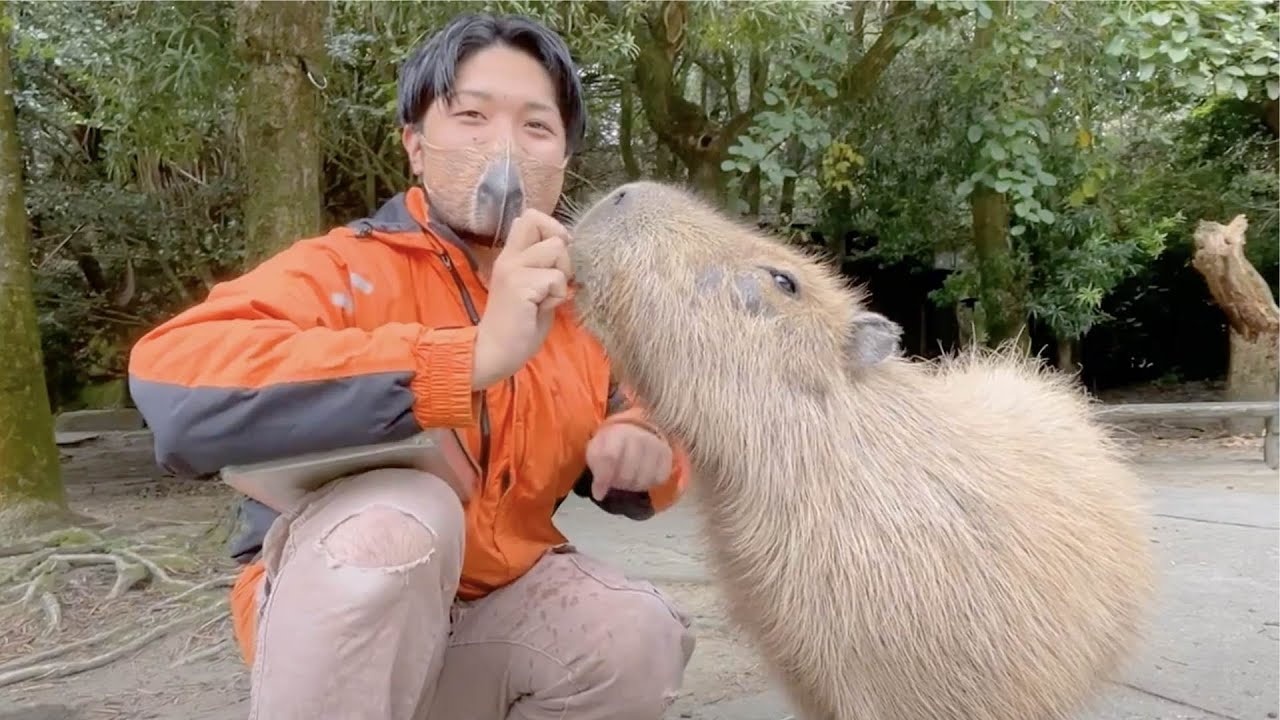 カピバラの〇〇によって飼育員ズボンが大変なことに・・・