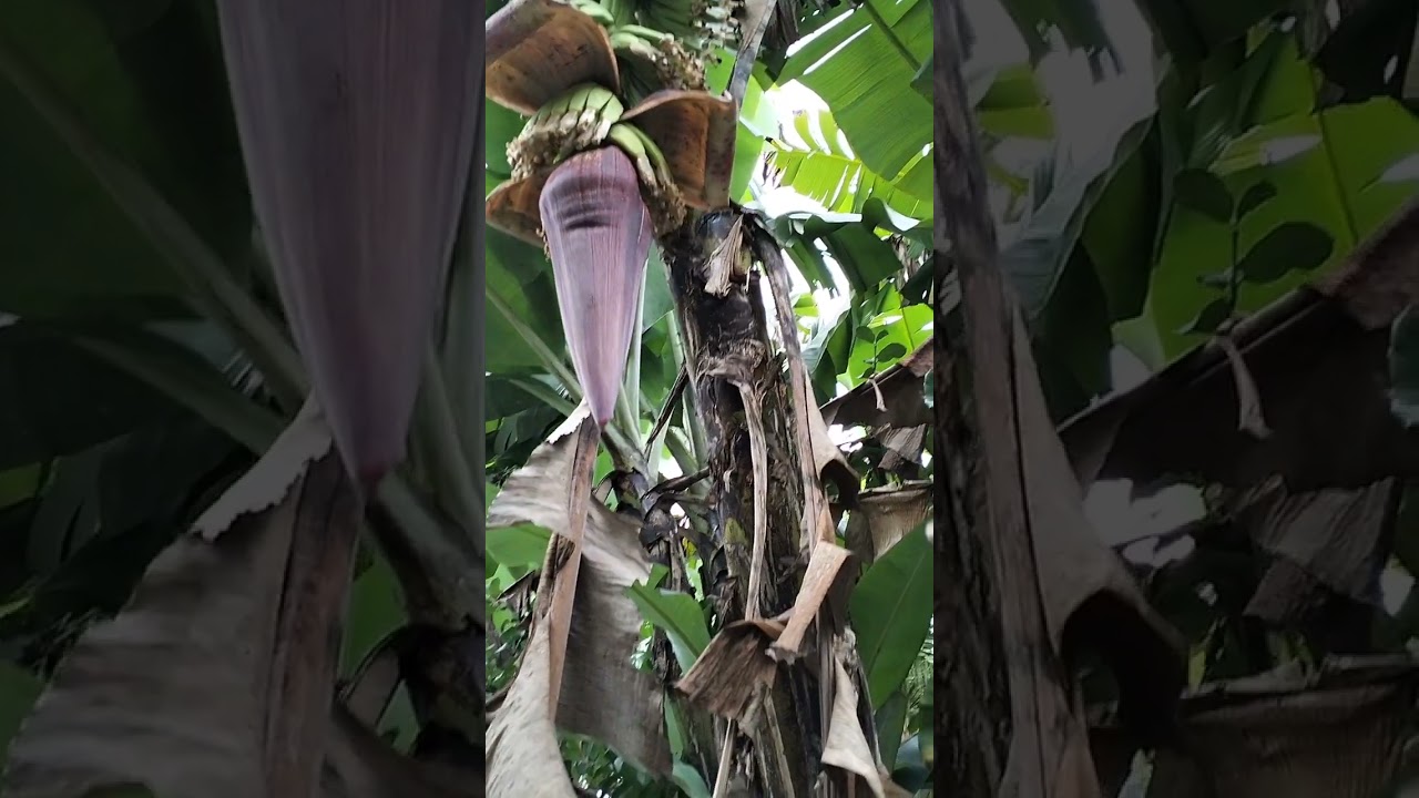 Pohon pisang kavendis buah lagi