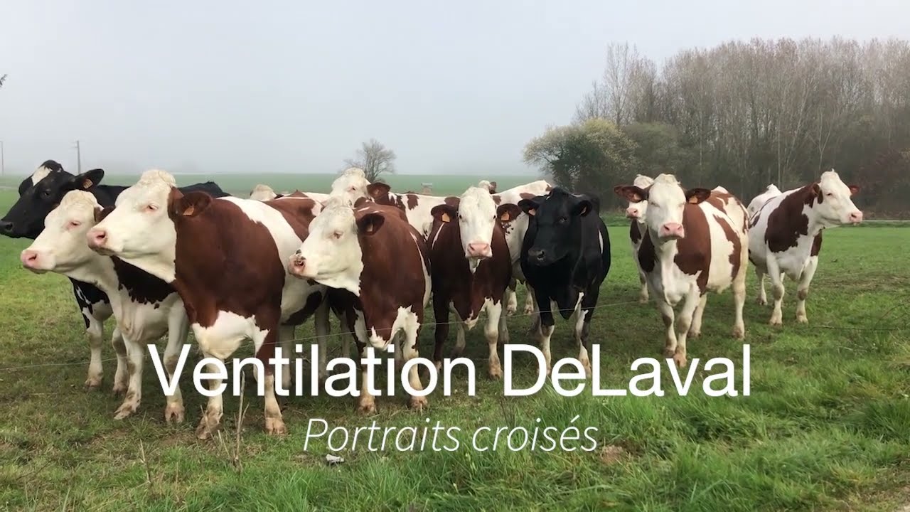 Ventilation DeLaval Portraits croisés